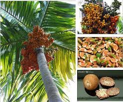 Betel Nut Pugua Palm Tree Nut A Favorite Traditional Chamorro After Meal Digestive Aid Betel Nut Palm Trees Guam