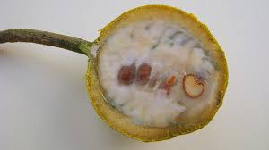 Image result for Crateva eminens