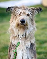 Maybe you would like to learn more about one of these? Search Fluffy Dogs Pet Friendly Vacations Dogs