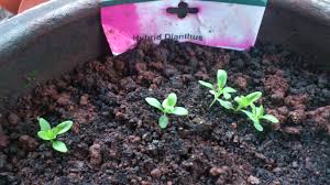 seed dianthus flower à®•à¯à®•à®¾à®© à®ªà®Ÿ à®®à¯à®Ÿà®¿à®µà¯