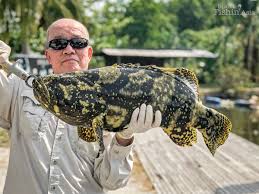 This grouper has a tapered body, often reddish, with vertical stripes on its sides. Big Grouper Fishing Near Klia Sport Fishing Asia