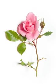 Bocciolo di rosa Foto Stock, Bocciolo di rosa Immagini | Depositphotos