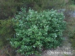 Image result for Wahlenbergia persimilis