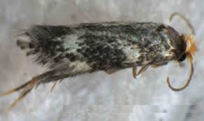 Image result for Stigmella confusella
