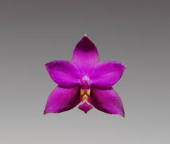 Image result for Indigofera oxalidea