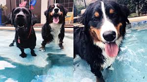 Bernese mountain dogs have been my perfect dream dog ever since i bought my first dog etain. Bernese Mountain Dogs First Time Swimming Youtube