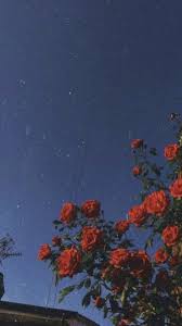 We did not find results for: Free Download Red Roses Sunflower Wallpaper Tumblr Wallpaper Aesthetic 675x1201 For Your Desktop Mobile Tablet Explore 49 Red Roses Aesthetic Wallpapers Red Roses Aesthetic Wallpapers Red Aesthetic Wallpaper Wallpaper Red Roses