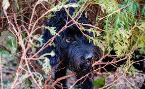 We did not find results for: Mon Chien A Peur Des Petards Et Feux D Artifice Comment Le Calmer