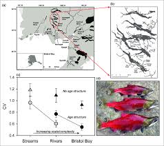 Sockeye salmon (oncorhynchus nerka), swimming upstream through very shallow water, to spawning beds. The Portfolio Effect In Sockeye Salmon Oncorhynchus Nerka In Alaska Download Scientific Diagram