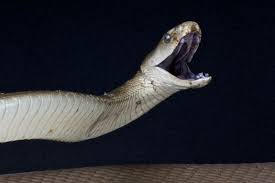 Black Mamba Facts Black Mamba Black Mamba Snake Mamba Snake