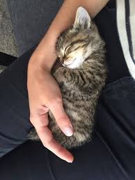 15 Cats That Actually Want Your Love And Affection Kittens Cutest Cute Cats Cats