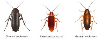 To eliminate them without creating a mess or breathing in fumes, use mortein nest kill cockroach baits. Cockroach Eggs Dangers How To Get Rid Of Them