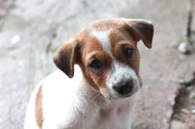 Puppies for sale australia nsw. New Laws For Rehoming Pets In New South Wales