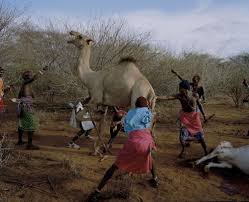 I would mind seeing one new camel warrior. With Butterflies And Warriors Photographs And Text By David Chancellor Lensculture
