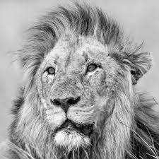 Photo Noir Et Blanc De Lion Tableau Noir Et Blanc De Lion Editions Limitees Achat Vente Magnifique tableau lion en noir et blanc rugissant qui viendra mettre un gros coup d'énergie à ton intérieur. photo noir et blanc de lion tableau