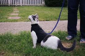 What Kind Of Harness Does Your Cat Need Adventure Cats