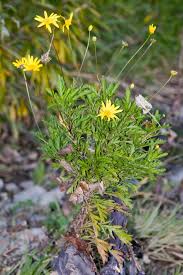 Image result for Euryops chrysanthemoides