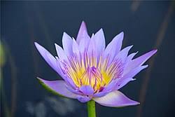 Image result for Nymphaea heudelotii