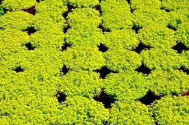 Very vigorous grower, is best in full sun. Pin On Gardens And Plants