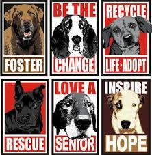 Pin On Everyday Dog Mom Blog