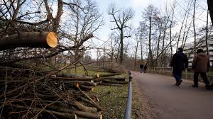 Die beste saison zum baum fällen. Sor Muss In Nurnberg Uber 40 Baume Fallen Nurnberg Nordbayern