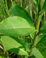 Image result for Senecio luembensis