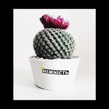 Visit a gardening store or online shop to find an outdoor area with indirect sunlight, preferably near overhanging trees. Tree Root 1260 1260 Transprent Png Free Download Cactus Flowerpot Plant Cleanpng Kisspng