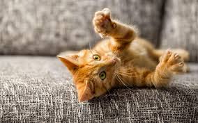 * please note that on sundays we work only until 11 am, any pet. Pet Care Pet Sitting Rates In San Diego Fur The Love Of Your Pet