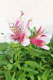 Peruvian apple cactus, apple cactus, queen of the night, column cactus or correctly cereus peruvianus. How To Grow And Care For Alstroemeria Peruvian Lily Gardener S Path