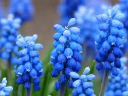 Free for commercial use no attribution required high quality images. Stunning Types Of Blue Flowers With Pictures And Names