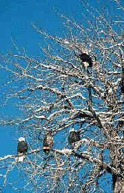 We have reviews of the best places to see in brackendale. Bald Eagle Viewing At Brackendale Bc