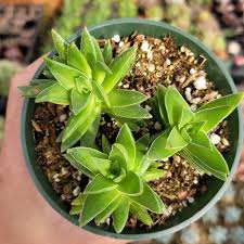 Image result for Crassula capitella