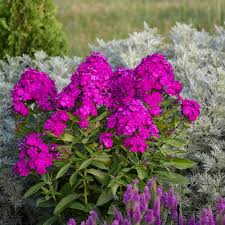 Wide flowers respond to differing light conditions and open violet blue at dawn, develop a purple hue during the. Luminary Ultraviolet Tall Garden Phlox Phlox Paniculata Proven Winners Garden Phlox Garden Flowers Perennials Tall Phlox Flower Perennial Plant