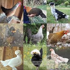 Photos of the various breeds are viewable online as well as in the available print catalog. Murray Mcmurray Hatchery Ornamental Layer Chick Assortments
