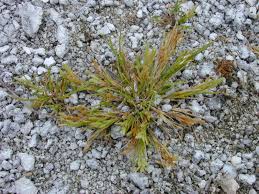 Image result for Eragrostis hispida