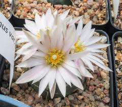 Image result for Monadenium spinulosum