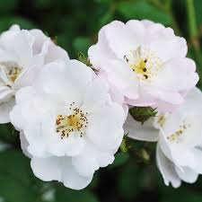 Check spelling or type a new query. Kletter Ramblerrosen Von A Z Baumschule Vielhaber Pflanzen Aus Dem Salzkammergut