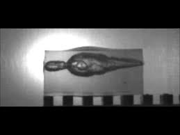 slow motion 5 7x28mm fn ss 197 impacting ballistic gelatin