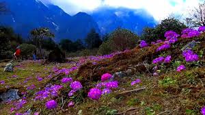 Yumthang valley is a grazing pasture surrounded by the himalayan mountains in the north sikkim district of sikkim, india. Wild Flower In North Sikkim Yumthang Valley Of Flowers The Land Of Must Beautiful Flowers Youtube