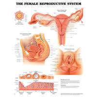 Muscle diagram female body names. Anatomical Female Muscular System Chart