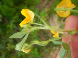 Image result for Zornia