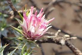 Image result for Macledium