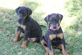 Doberman puppies beautiful male black and tan puppy, dewclaws remove and tail docked, shots, and dewormed 5 times. Beloran Com Doberman Pups For Sale Hunter Valley Nsw