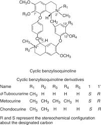 Image result for Malouetia bequaertiana