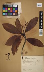 Image result for Rhizophora racemosa