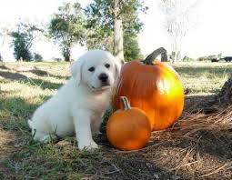 All our puppies are akc registered labrador retrievers. Akc Polar White Lab Puppies For Sale In Waller Texas Classified Americanlisted Com