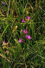 Image result for Wahlenbergia krebsii