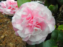 Camellia Japonica Frankie Winn Variegated Flower Background Iphone Beautiful Flowers Flowers