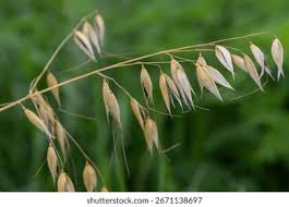 Image result for Avena byzantina