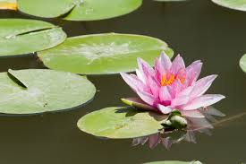 Tanaman dengan daun hijau yang melebar dan mengapung ini sering ditemukan di kolam, rawa, atau danau. Lili Air Danau Teratai Foto Gratis Di Pixabay